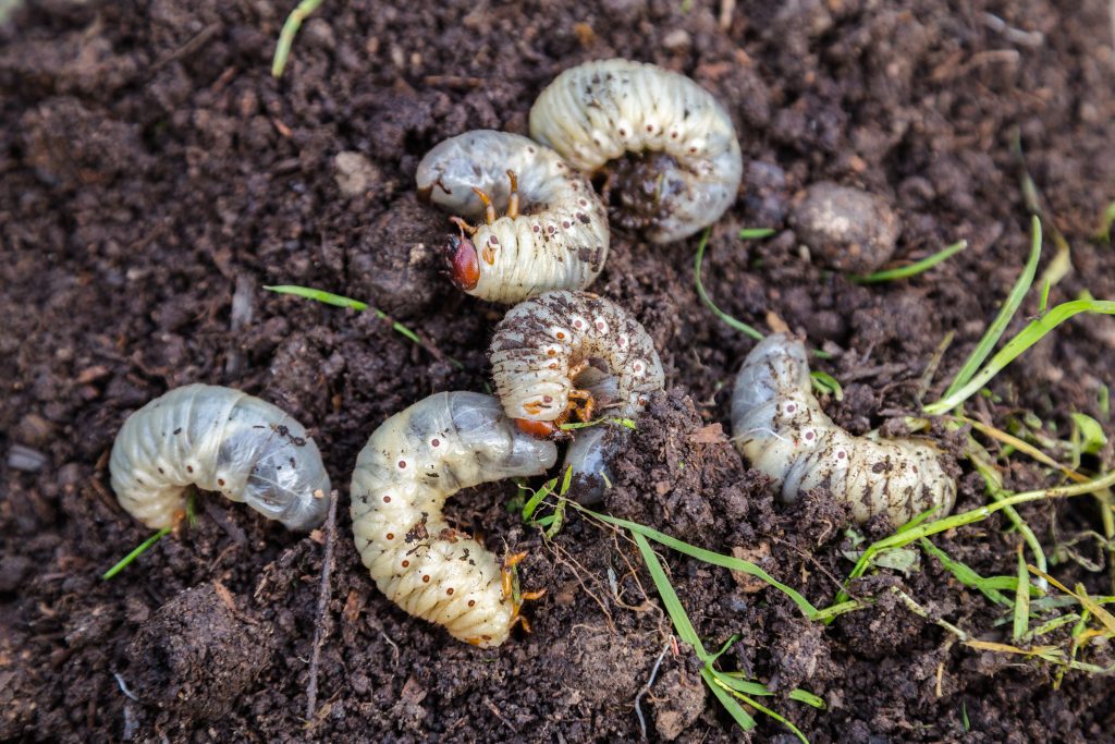 Grubs 101: What are they and How to get Rid of Them