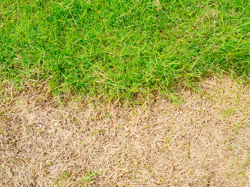 How to Revive Dead Grass